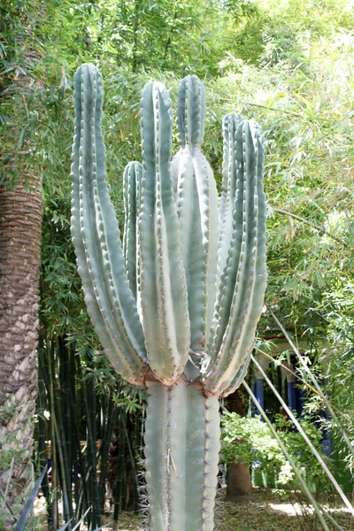 Gros plan sur un cactus épineux, plantes exotiques Images De Stock Libres De Droits