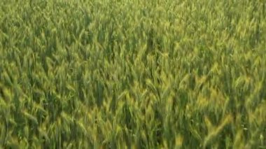 Açık yeşil buğday tarlası desenli yakın plan.