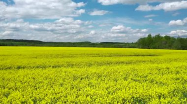 Ağaçları ve tepeleri olan parlak sarı kolza tohumu tarlaları