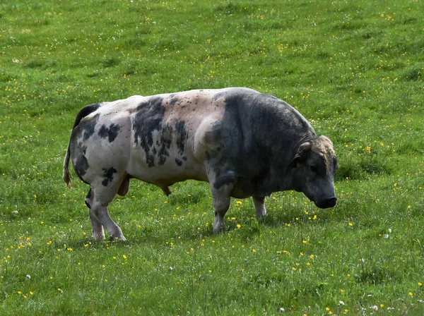 Toro Grande Pastando Prado Hierba Verde Soleado Día Primavera —  Fotos de Stock