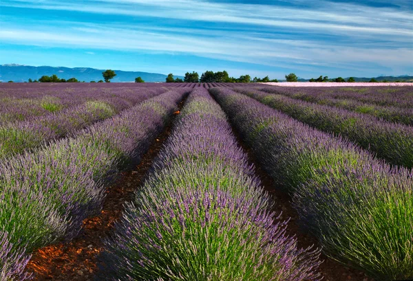 Lavender fields — Stock Photo, Image