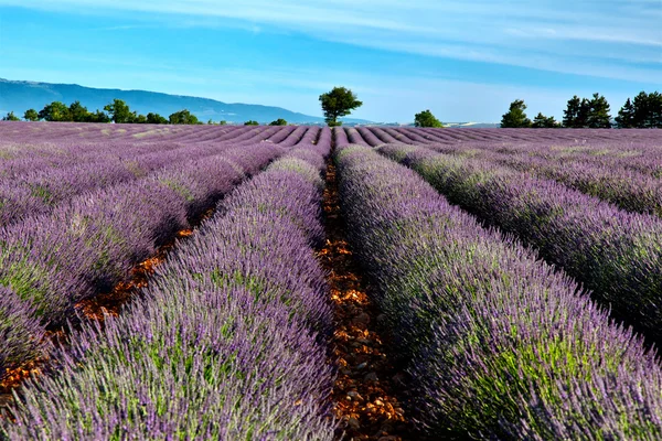 Lavender fields — Stock Photo, Image