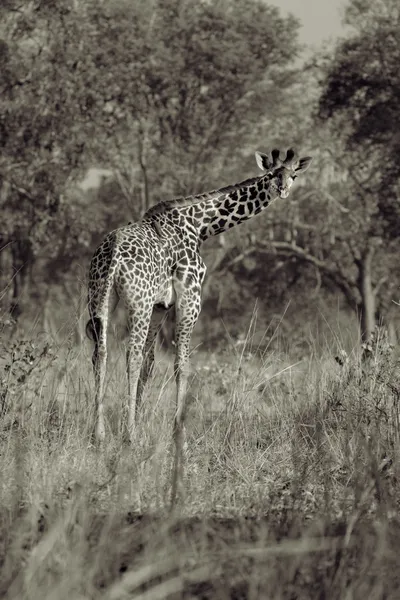 The giraffe — Stock Photo, Image