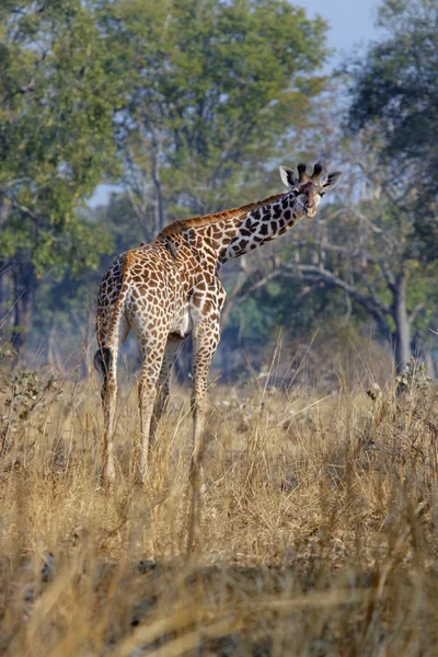 The giraffe — Stock Photo, Image