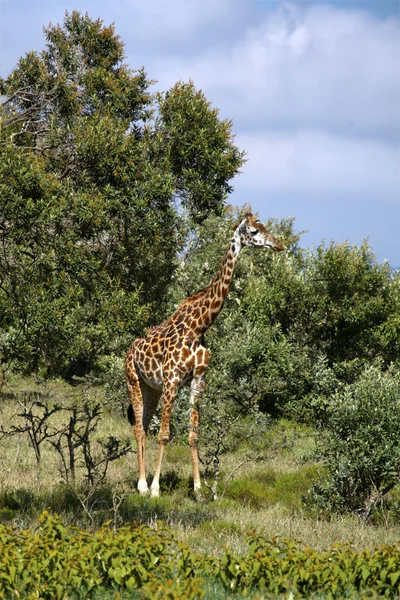 A Girafa — Fotografia de Stock