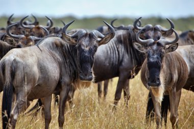 Gnu in Masai Mara clipart
