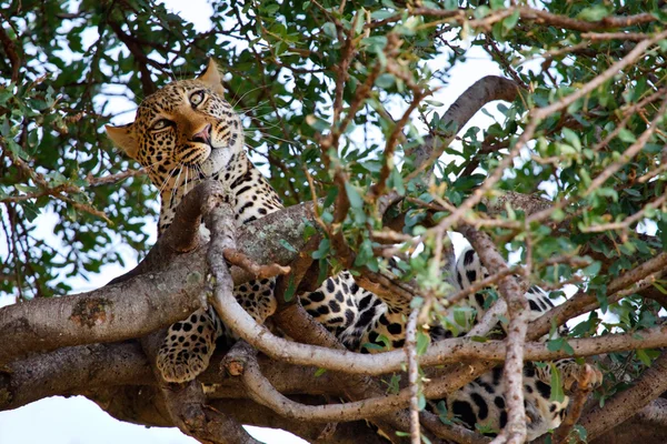 Leopardo en un árbol —  Fotos de Stock