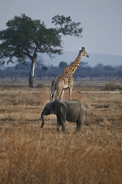 Elefante e girafa — Fotografia de Stock