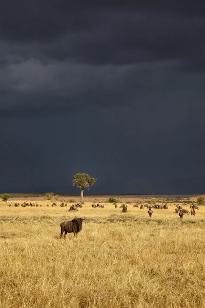 Gnu in Masai Mara — Stock Photo, Image