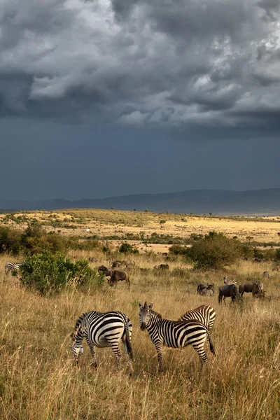 Zebra 's — Stockfoto