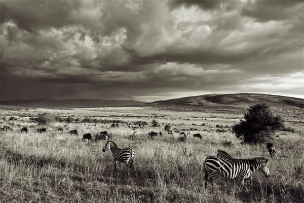 Zebras — Stock Photo, Image
