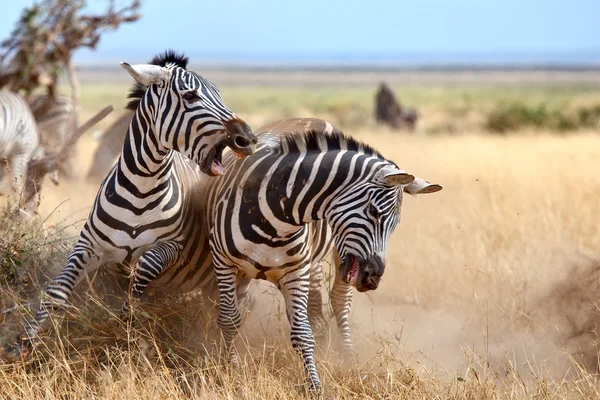 Zebra 's — Stockfoto