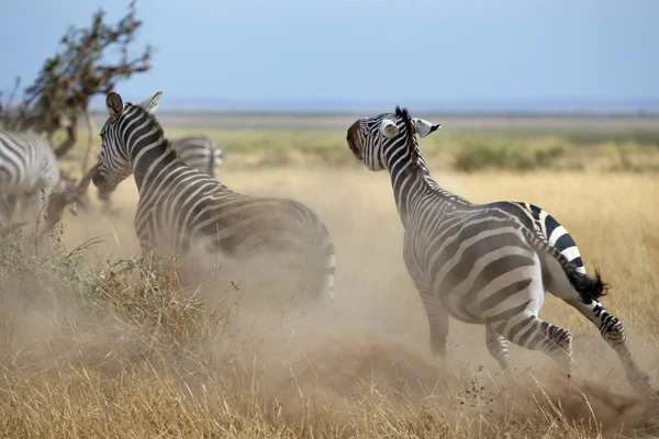 Zebra 's — Stockfoto
