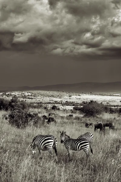 Zebre — Foto Stock