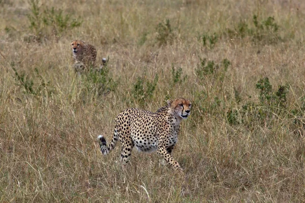 Cheetah — Stock Photo, Image