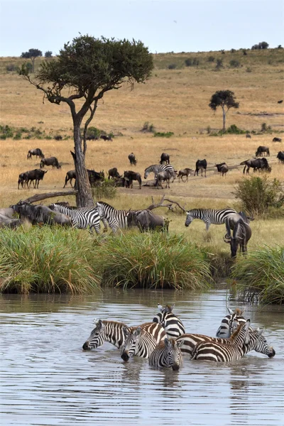 Zebras — Stock Photo, Image
