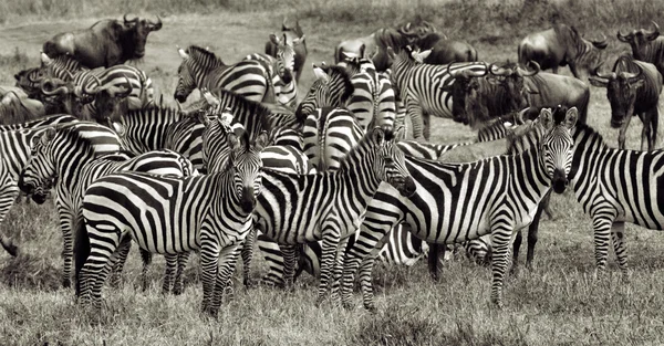 Zebre — Foto Stock