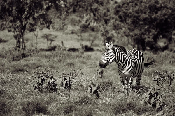 Zebre — Foto Stock