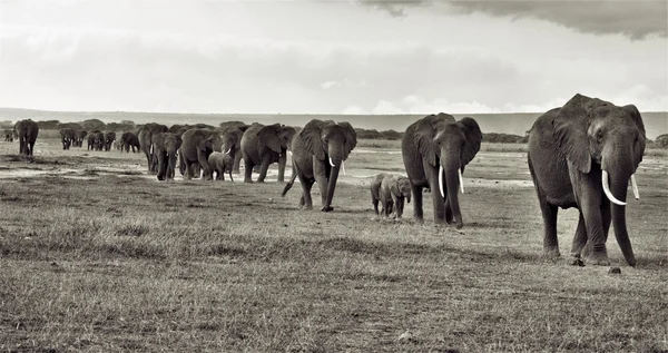 Elephants in a herd — Stock Photo, Image