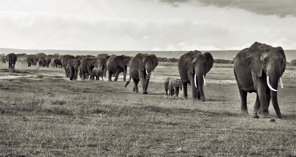 elephants in a herd