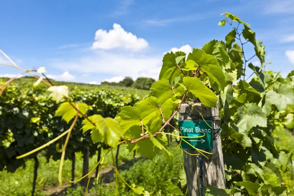 Viñedo de Pinot Blanc uva — Foto de Stock