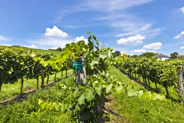 Weinberg aus Pinot blanc Trauben — Stockfoto