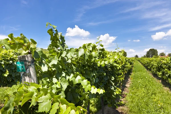 Vineyard of Pinot Blanc grape — Stock Photo, Image