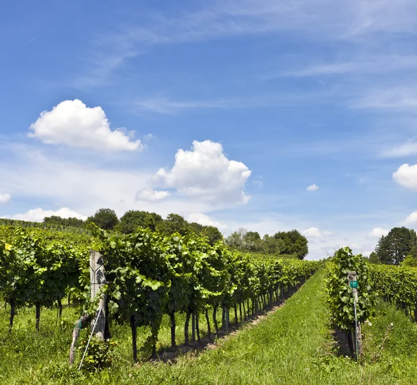 Vineyard — Stock Photo, Image