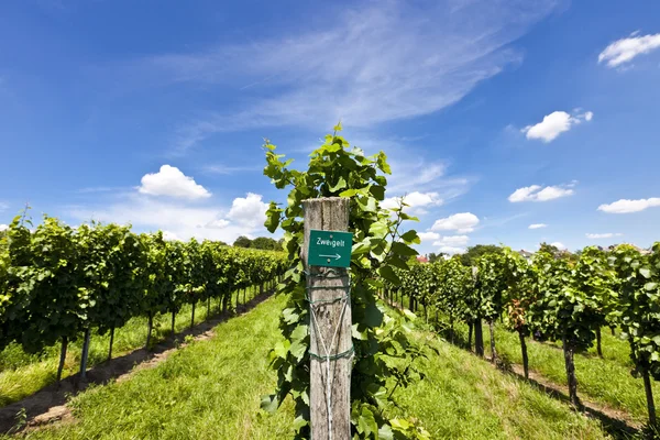 Vineyard of Zweigelt grape — Stock Photo, Image