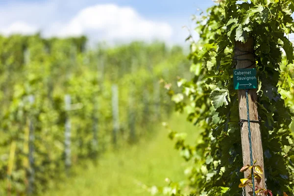 Vineyard of cabernet sauvignon grape — Stock Photo, Image