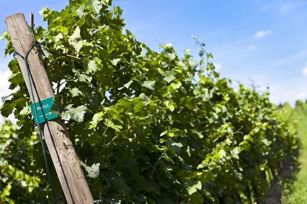 Winnicy Merlot winogron — Zdjęcie stockowe