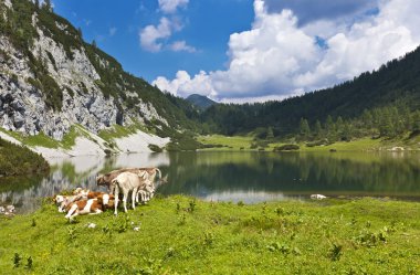 İneklerden oluşan bir grupla dağlarda pastoral mera