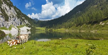 İneklerden oluşan bir grupla dağlarda pastoral mera