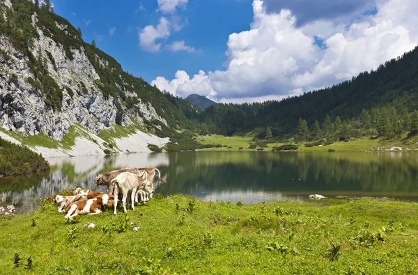 Pascolo idilliaco in montagna con un gruppo di mucche — Foto Stock