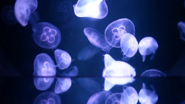 Jellyfish spinning around — Stock Video