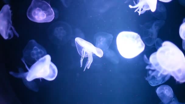 Group of Jellyfish — Stock Video