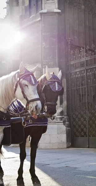 Horse Carriage in Vienna Rechtenvrije Stockfoto's