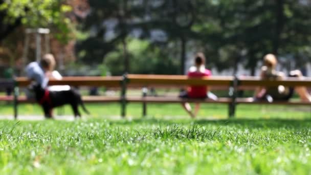 Park scène op een zonnige dag — Stockvideo