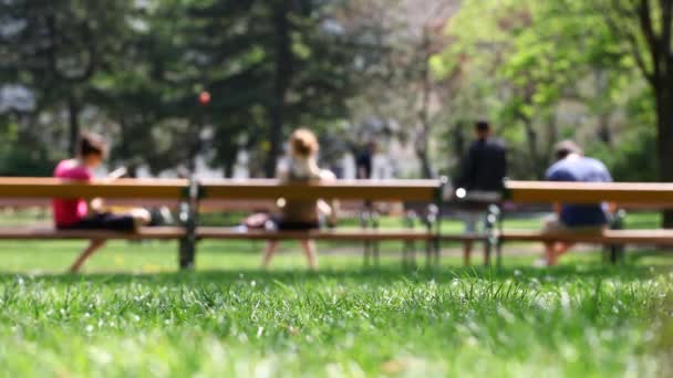 Park Scene con personas con discapacidad en silla de ruedas — Vídeo de stock