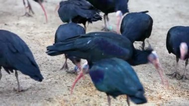 birçok waldrapps yiyecek arama