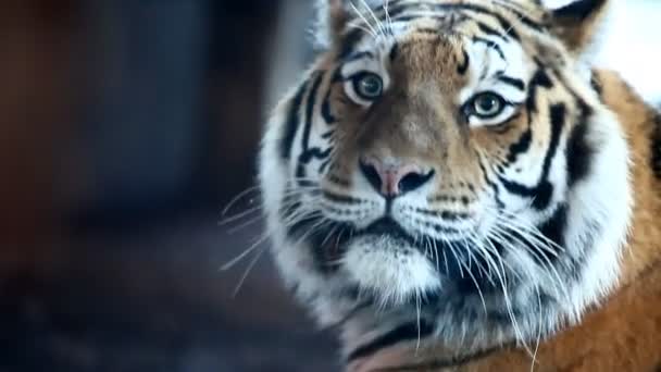 Tigre siberiana — Video Stock