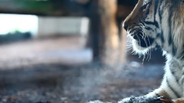 Tigre siberiano — Vídeo de Stock