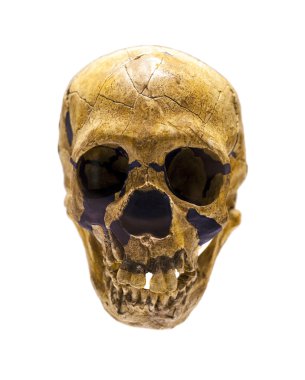 homo neanderthalensis kafatası