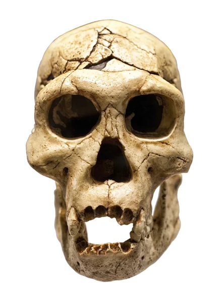 Cráneo de Homo Erectus — Foto de Stock