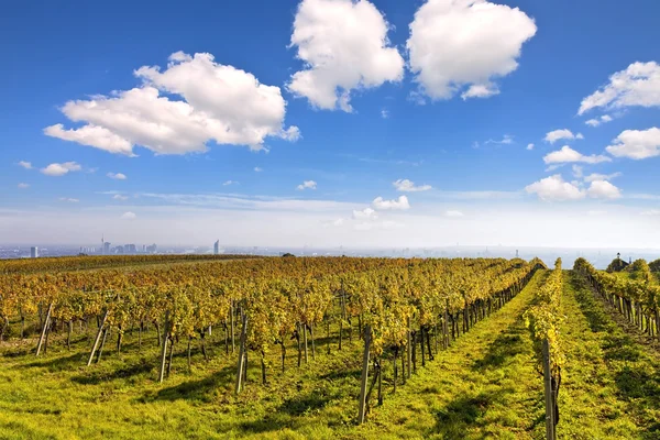 Vineyard landscape with the skyline of Vienna in the background — Stock Photo, Image