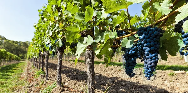 Red grapes in sunlight — Stock Photo, Image