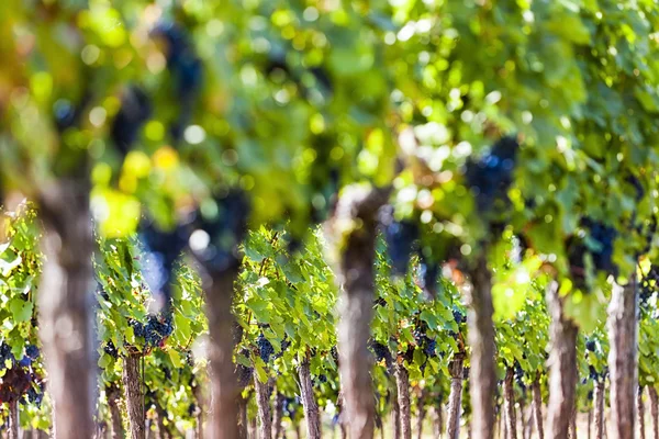 Czerwone winogrona w świetle słonecznym — Zdjęcie stockowe