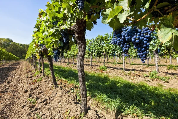 Rote Trauben im Sonnenlicht — Stockfoto