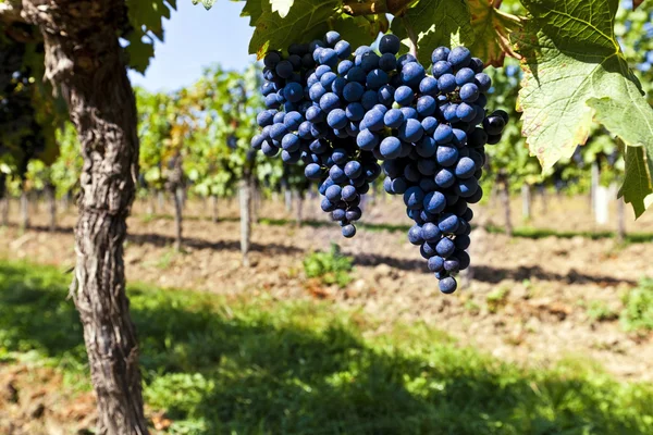 Uvas rojas a la luz del sol — Foto de Stock