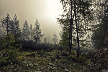 A mystical forest with fog and shining behind trees clipart